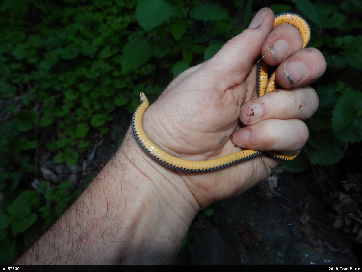 Northern Ring-necked Snake