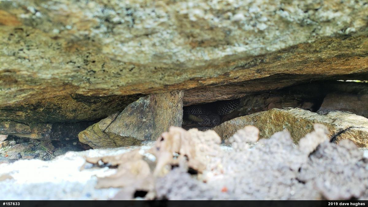 Timber Rattlesnake