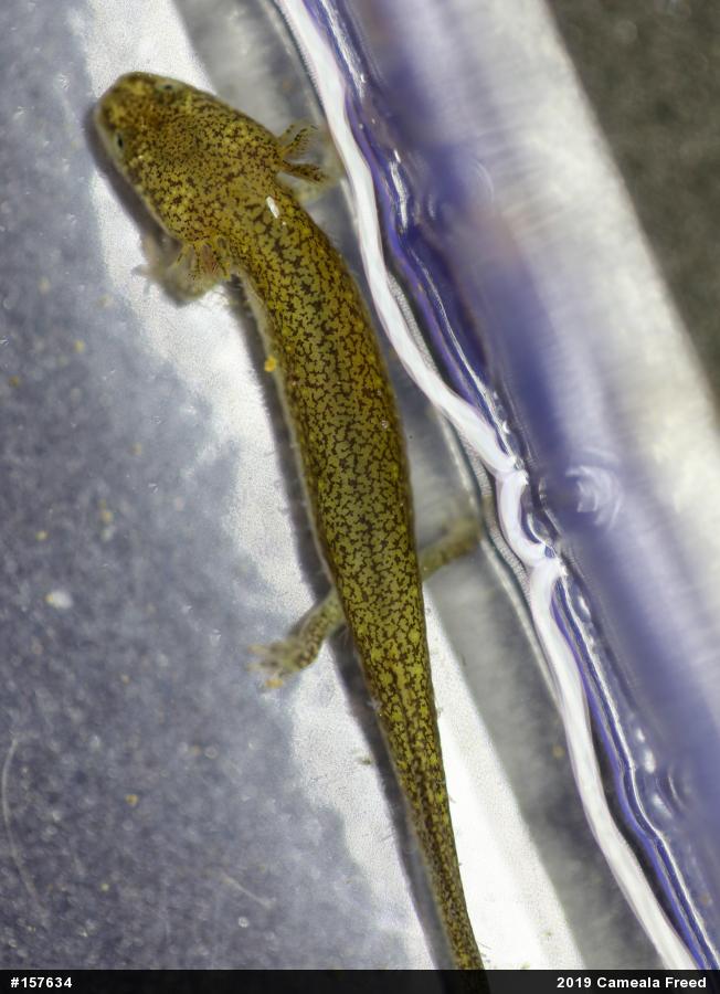 Northern Red Salamander