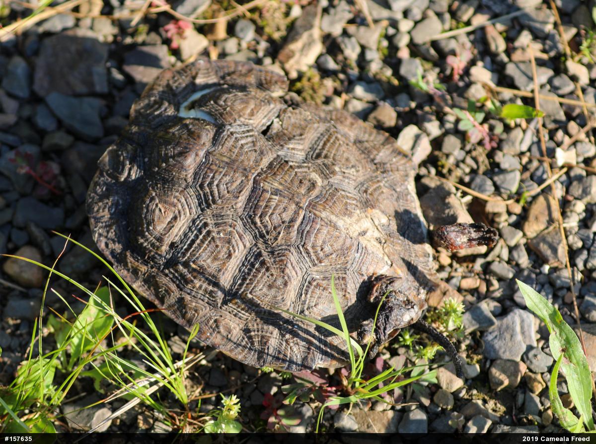 Wood Turtle