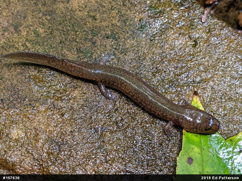 Northern Spring Salamander
