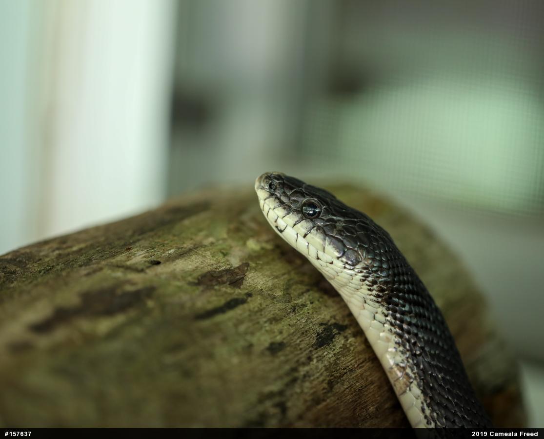 Eastern Ratsnake