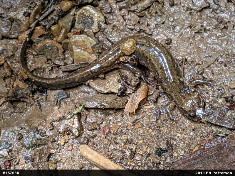 Northern Dusky Salamander