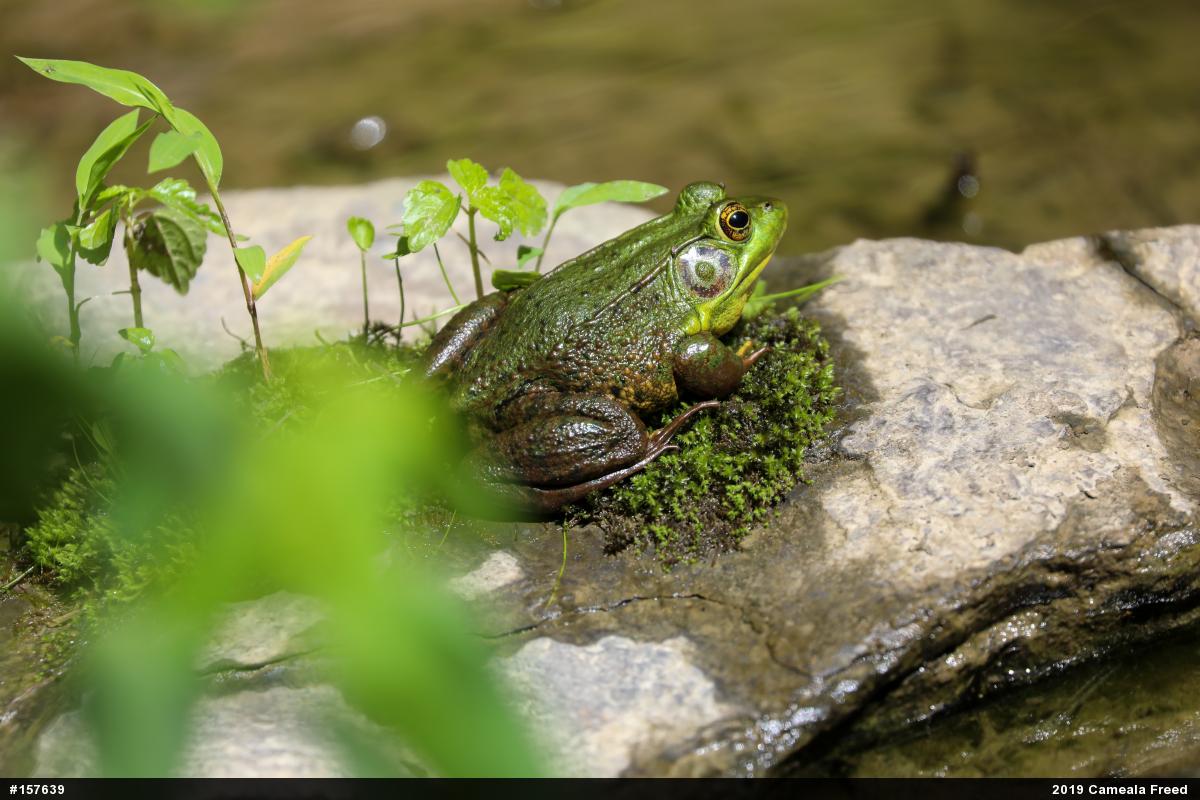 Green Frog