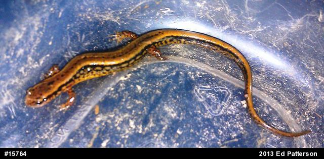 Northern Two-lined Salamander