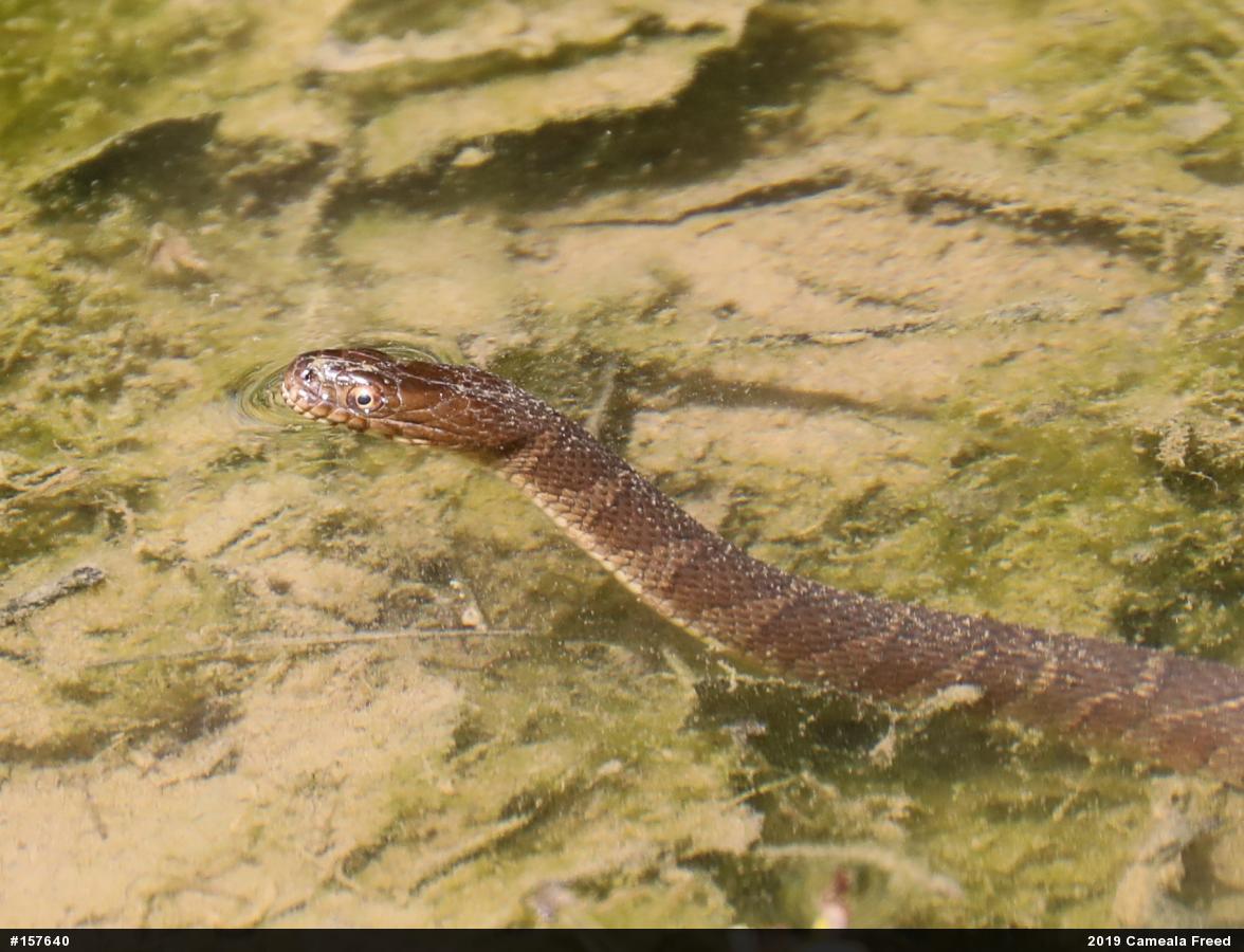 Northern Watersnake
