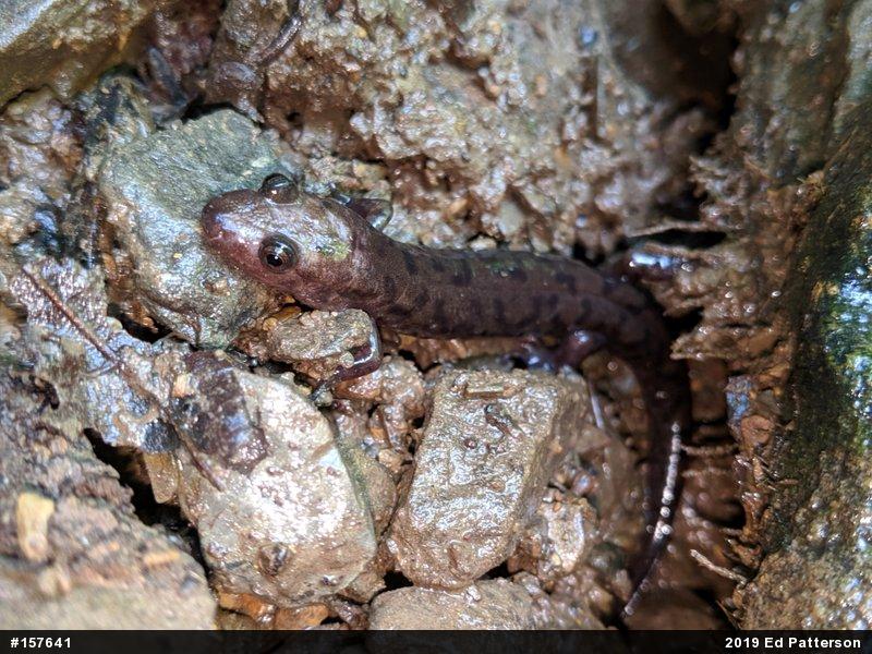 Seal Salamander
