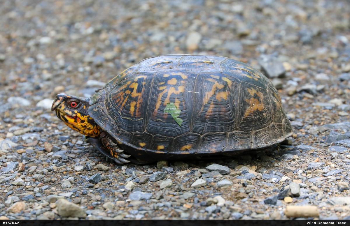 Eastern Box Turtle