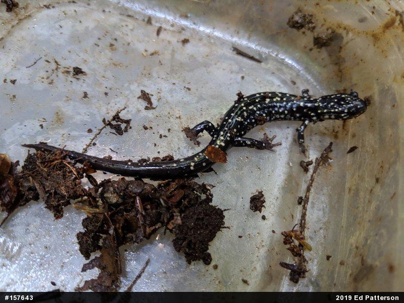 Northern Slimy Salamander