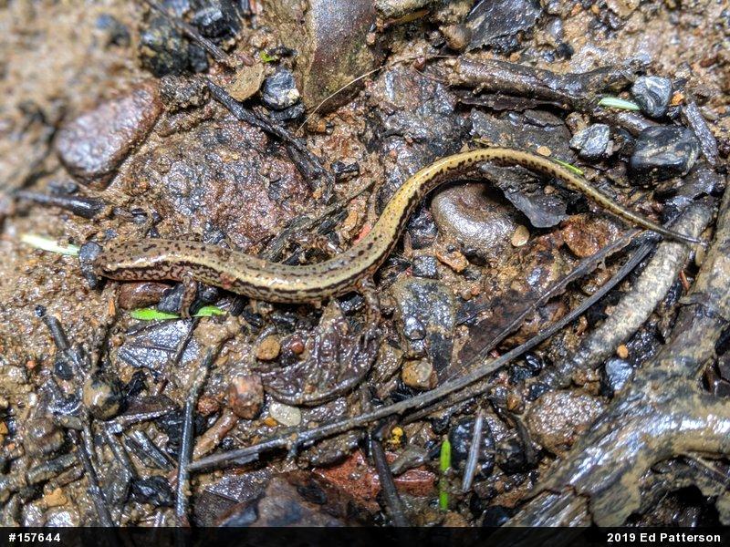 Northern Two-lined Salamander