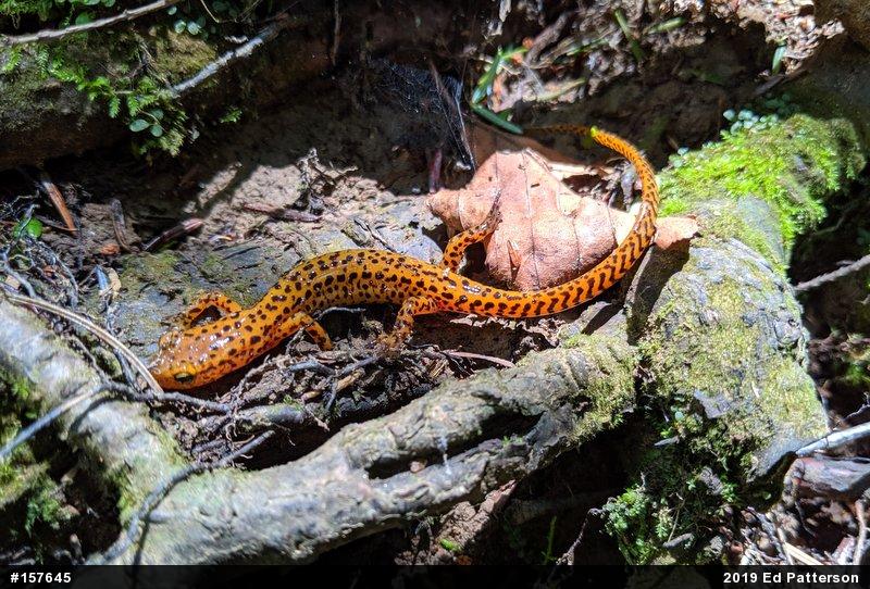 Eastern Long-tailed Salamander