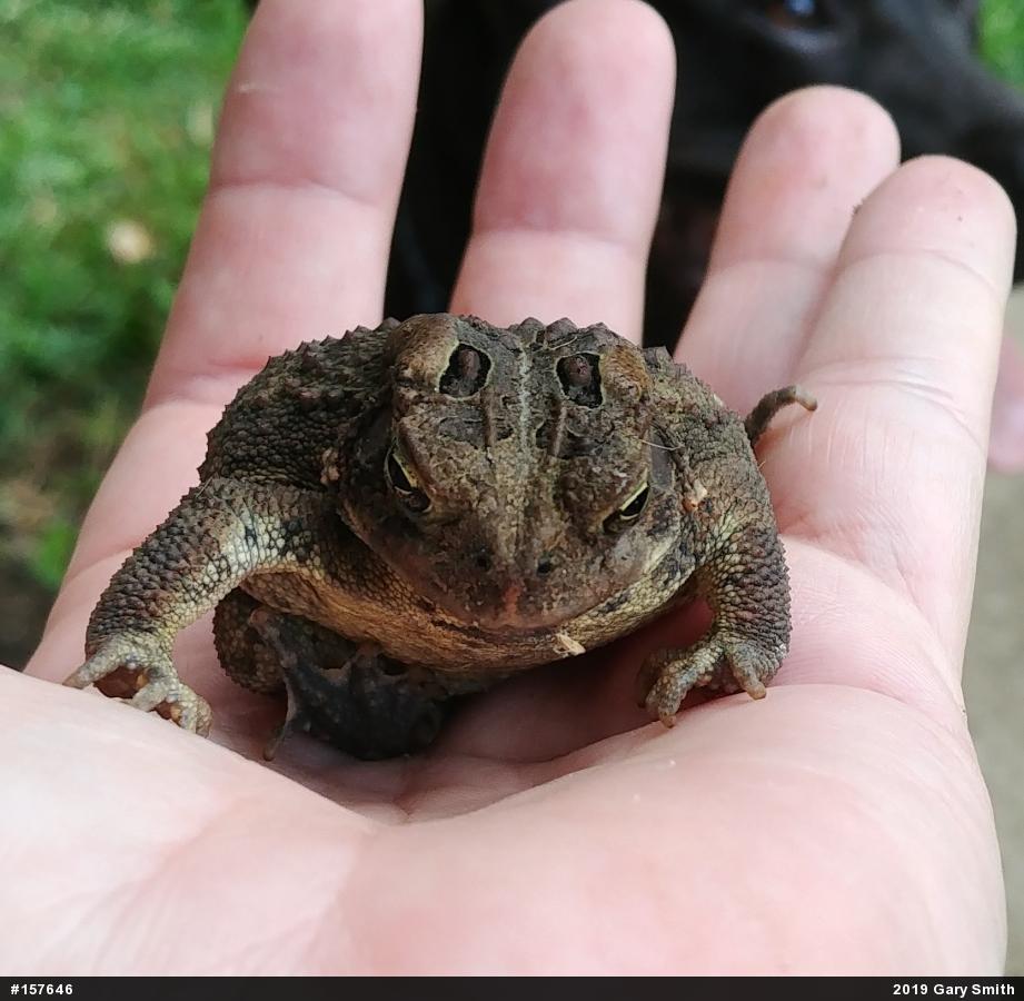 Eastern American Toad