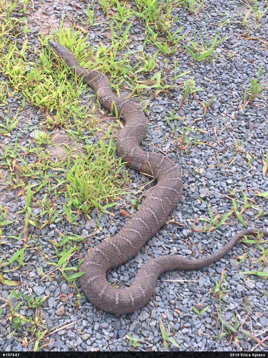 Northern Watersnake