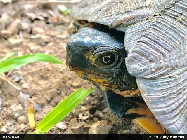 Wood Turtle