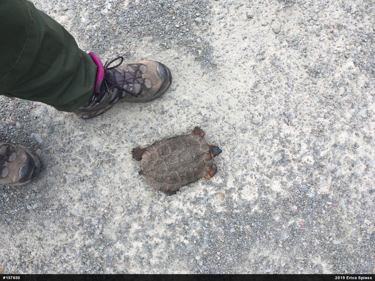 Wood Turtle