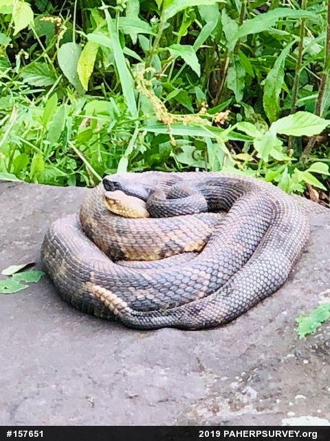 Timber Rattlesnake