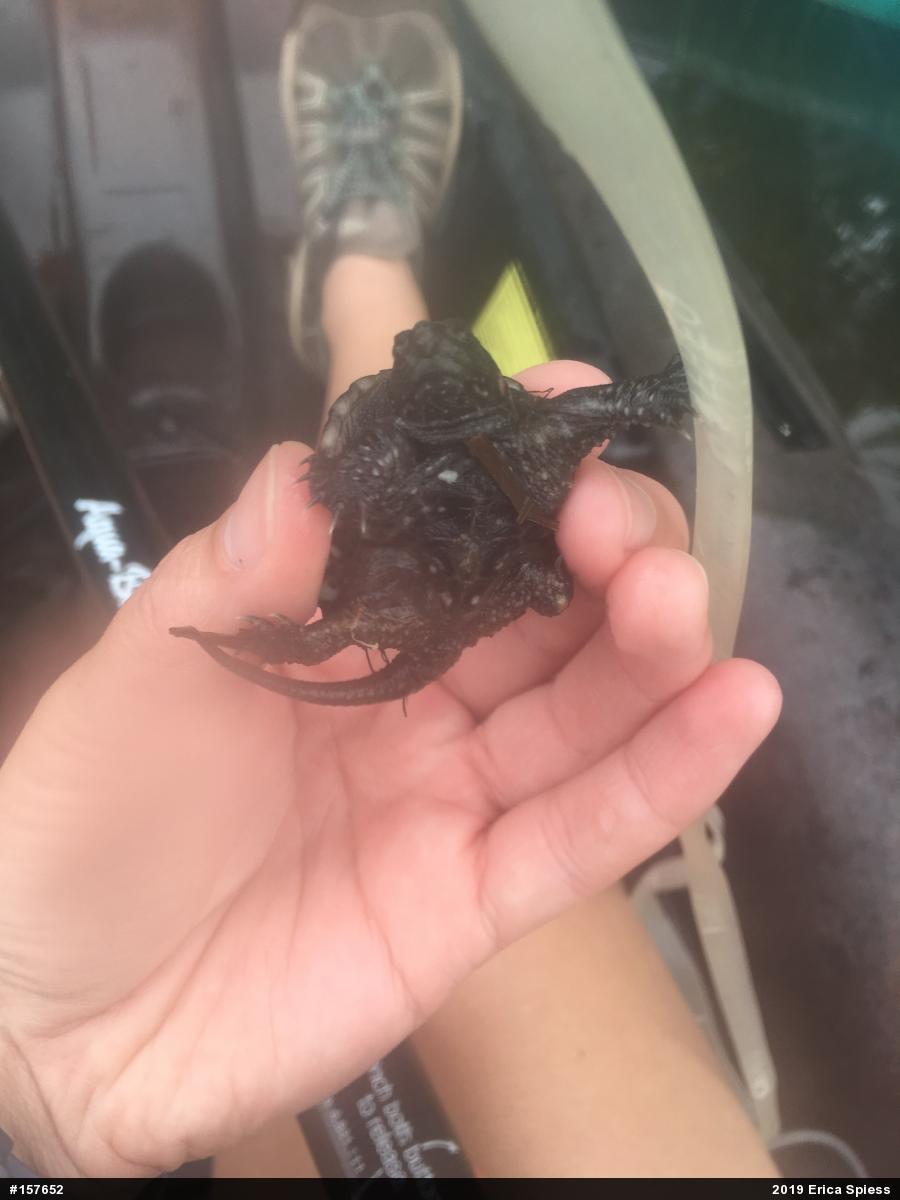 Snapping Turtle