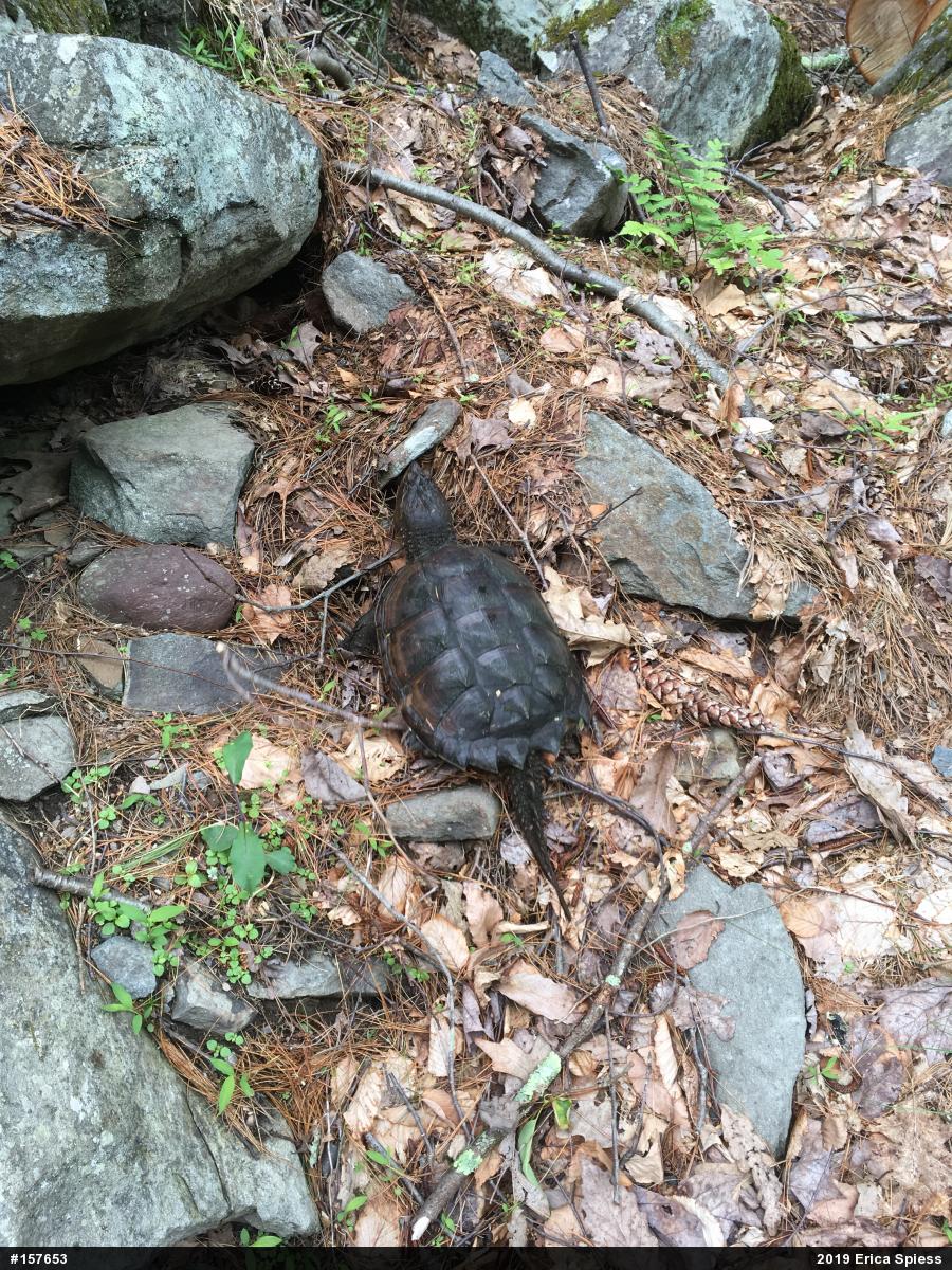 Snapping Turtle