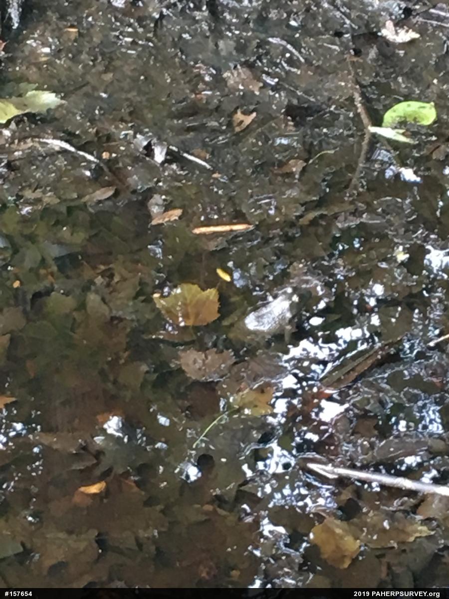 American Bullfrog
