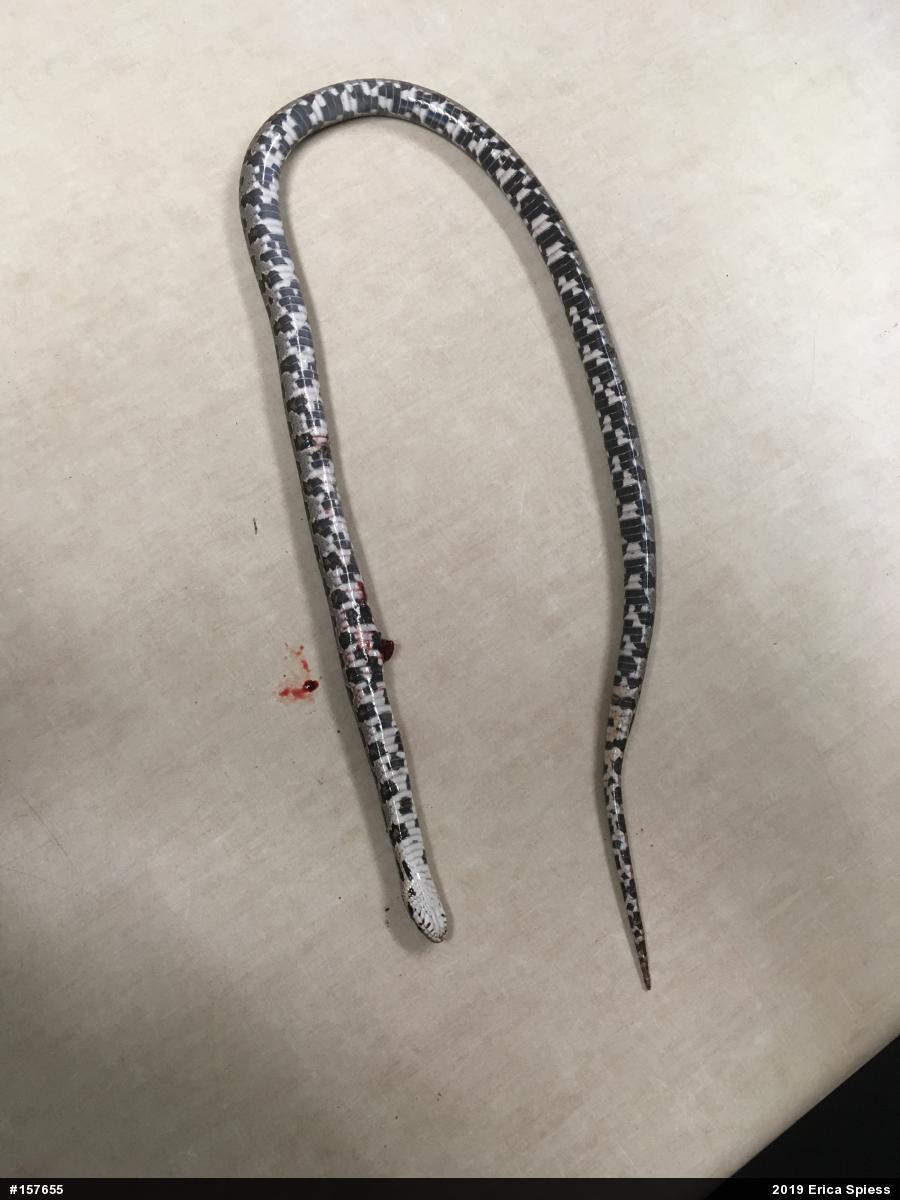 Eastern Milksnake