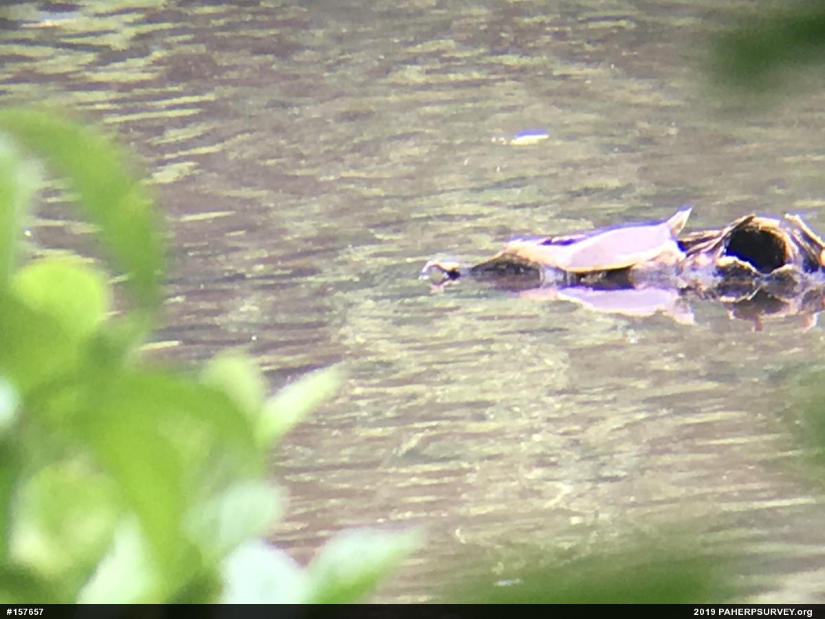 Eastern Spiny Softshell