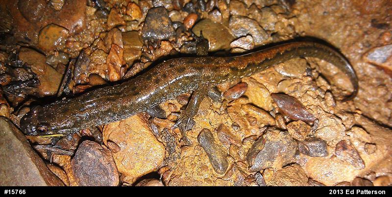 Northern Dusky Salamander