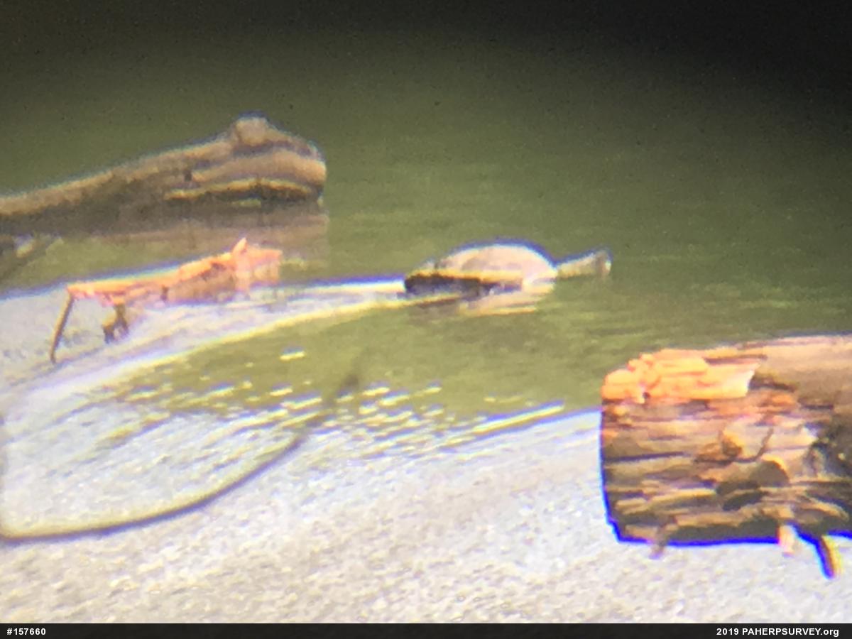 Snapping Turtle