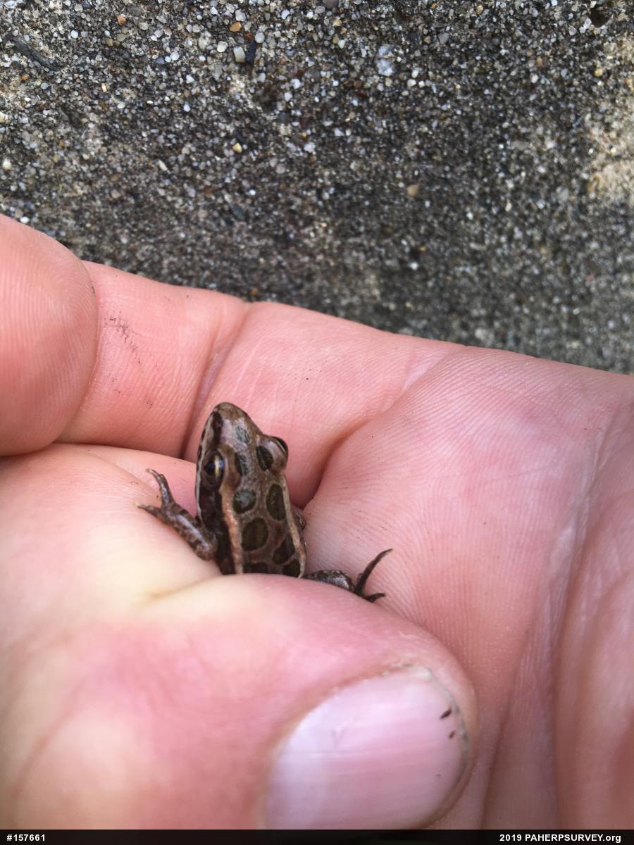 Pickerel Frog