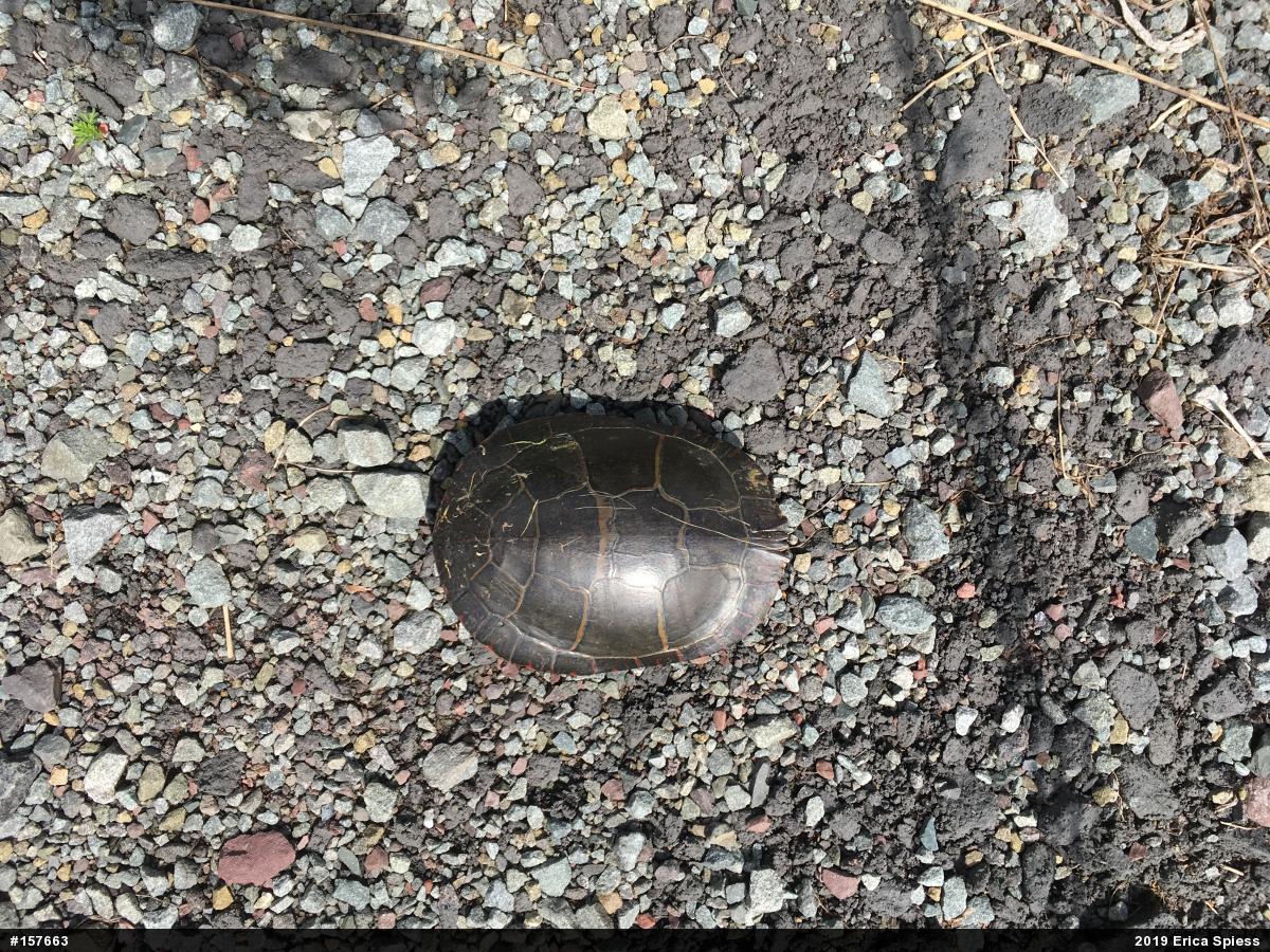 Painted Turtle