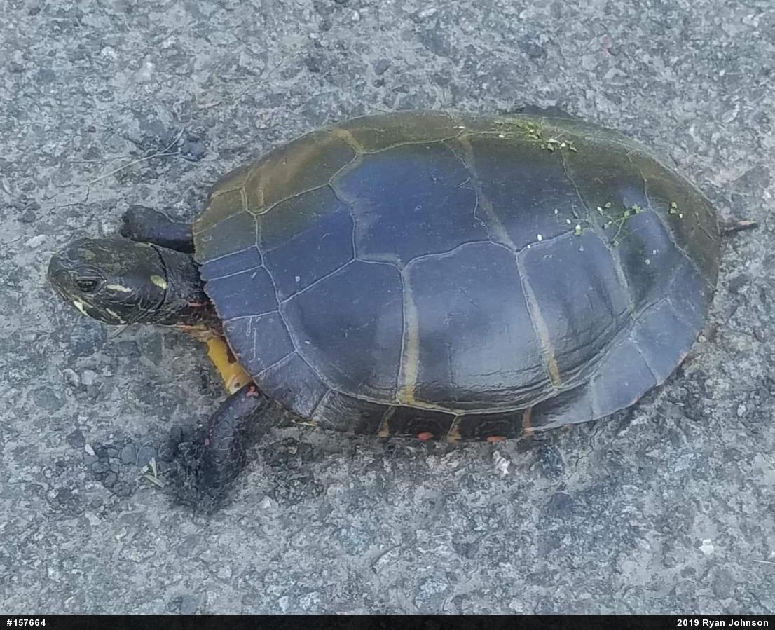 Painted Turtle