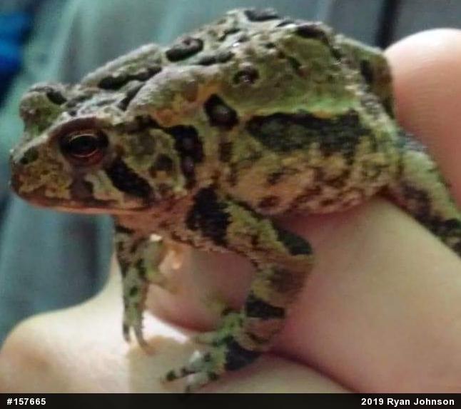 True Toads