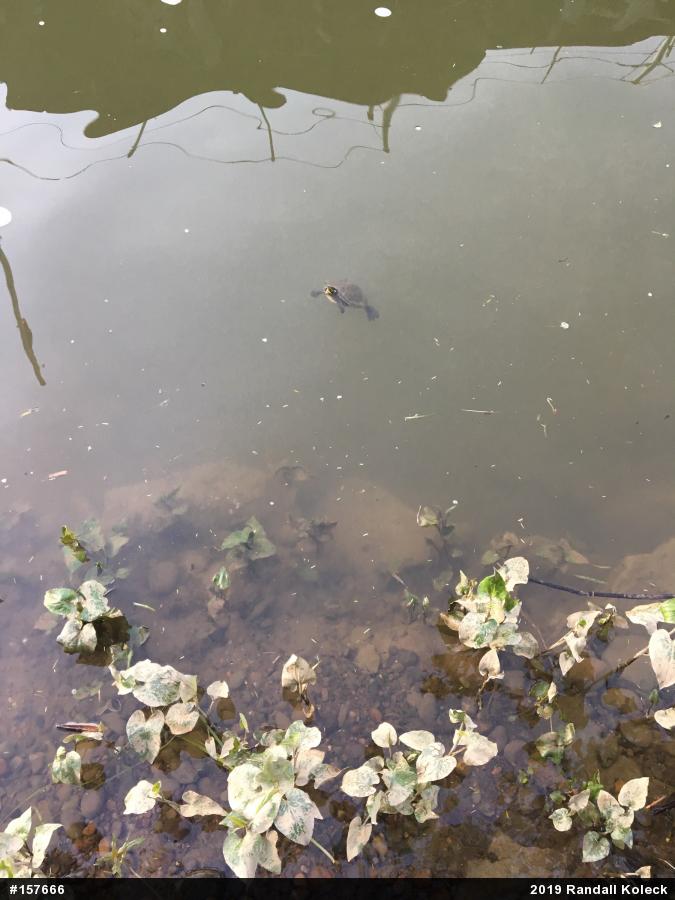 Northern Map Turtle