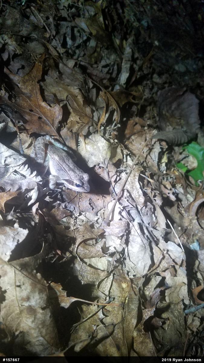 Wood Frog
