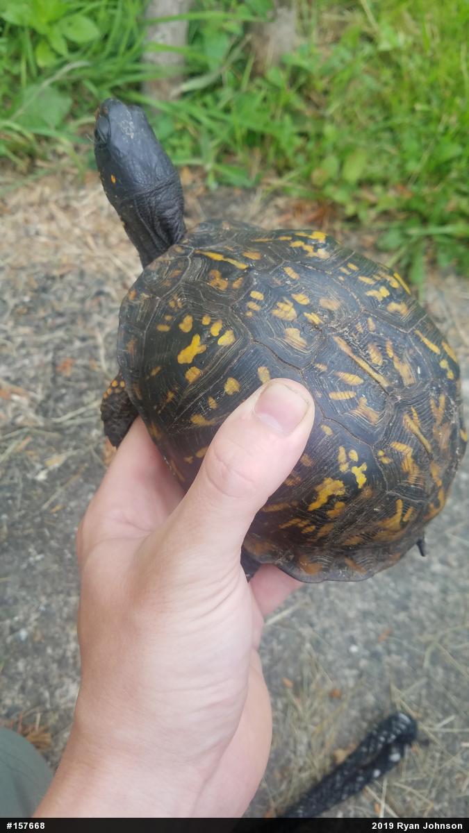 Eastern Box Turtle
