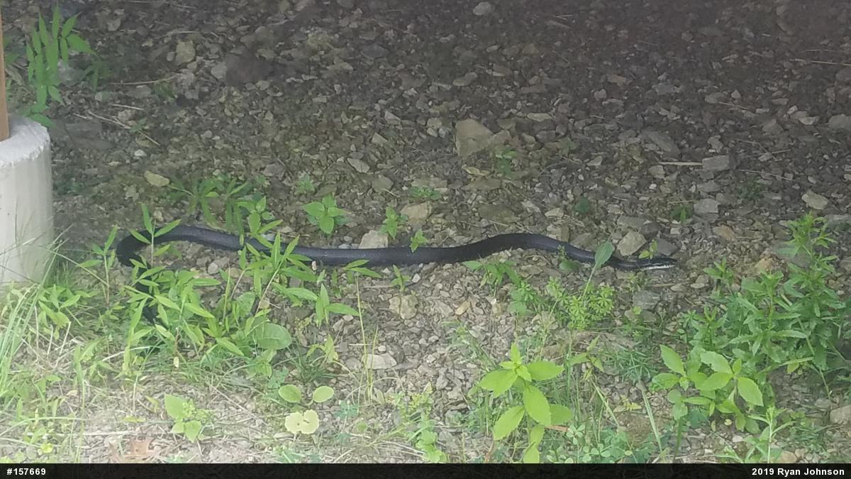 Eastern Ratsnake