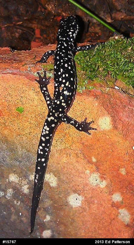 Northern Slimy Salamander
