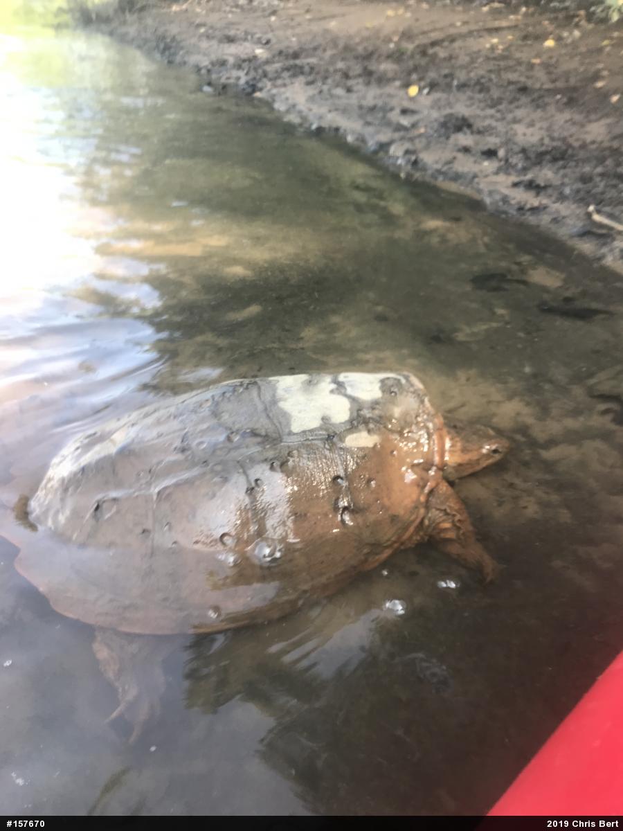 Snapping Turtle