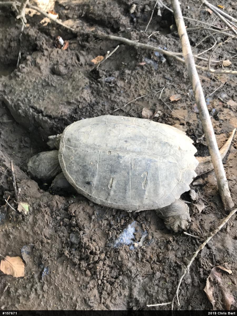 Snapping Turtle