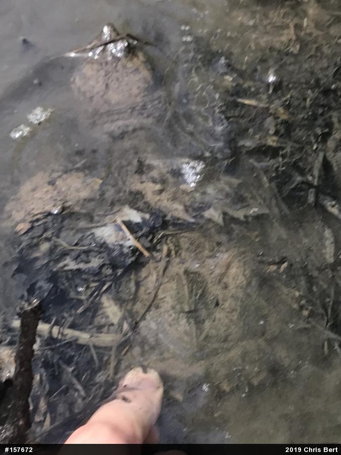 Snapping Turtle