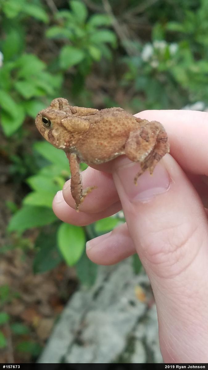 Eastern American Toad