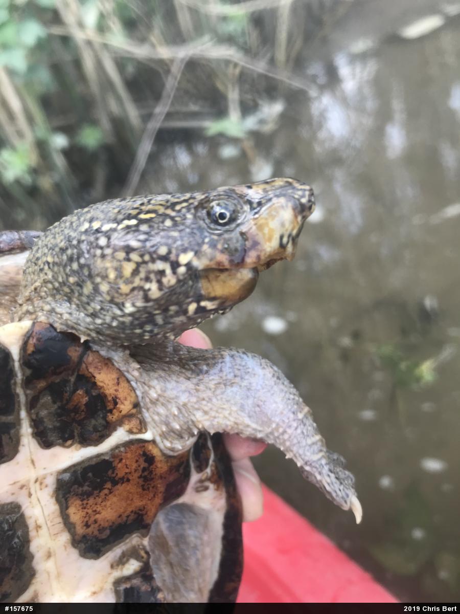 Eastern Musk Turtle