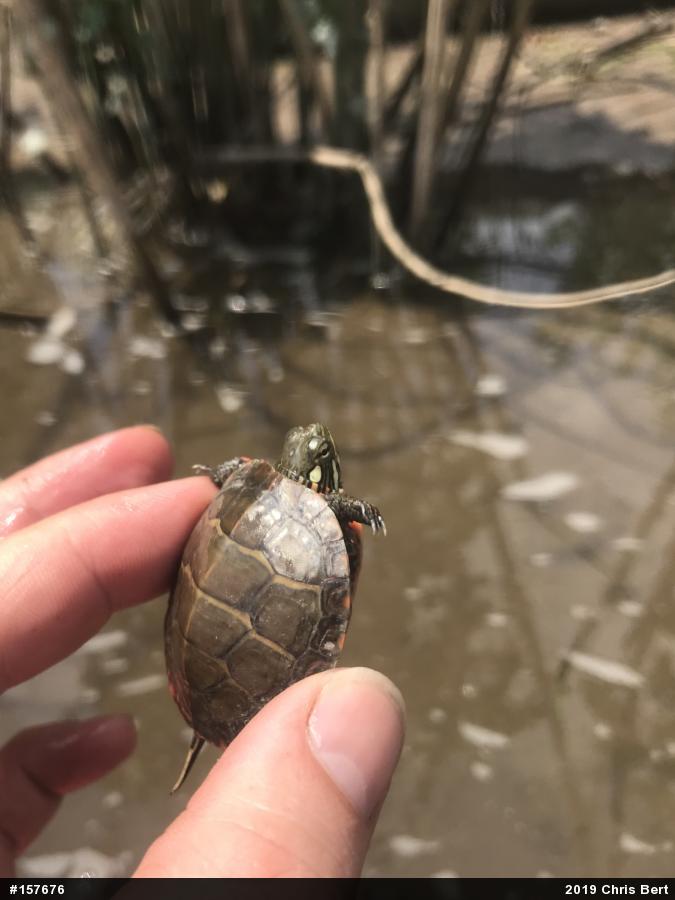 Eastern Painted Turtle