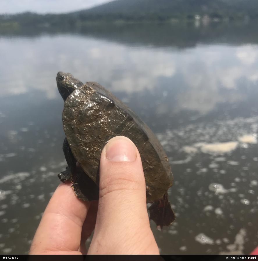 Northern Map Turtle