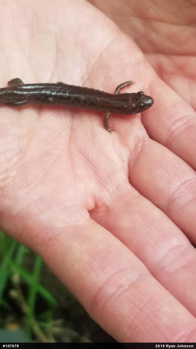Allegheny Mountain Dusky Salamander