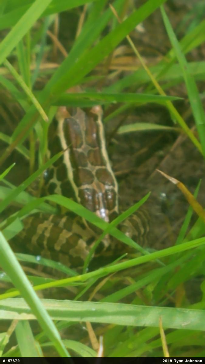 Pickerel Frog