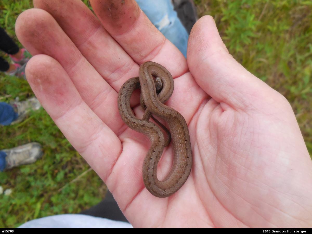 Dekay's Brownsnake