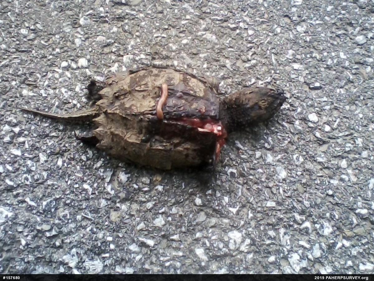 Snapping Turtle