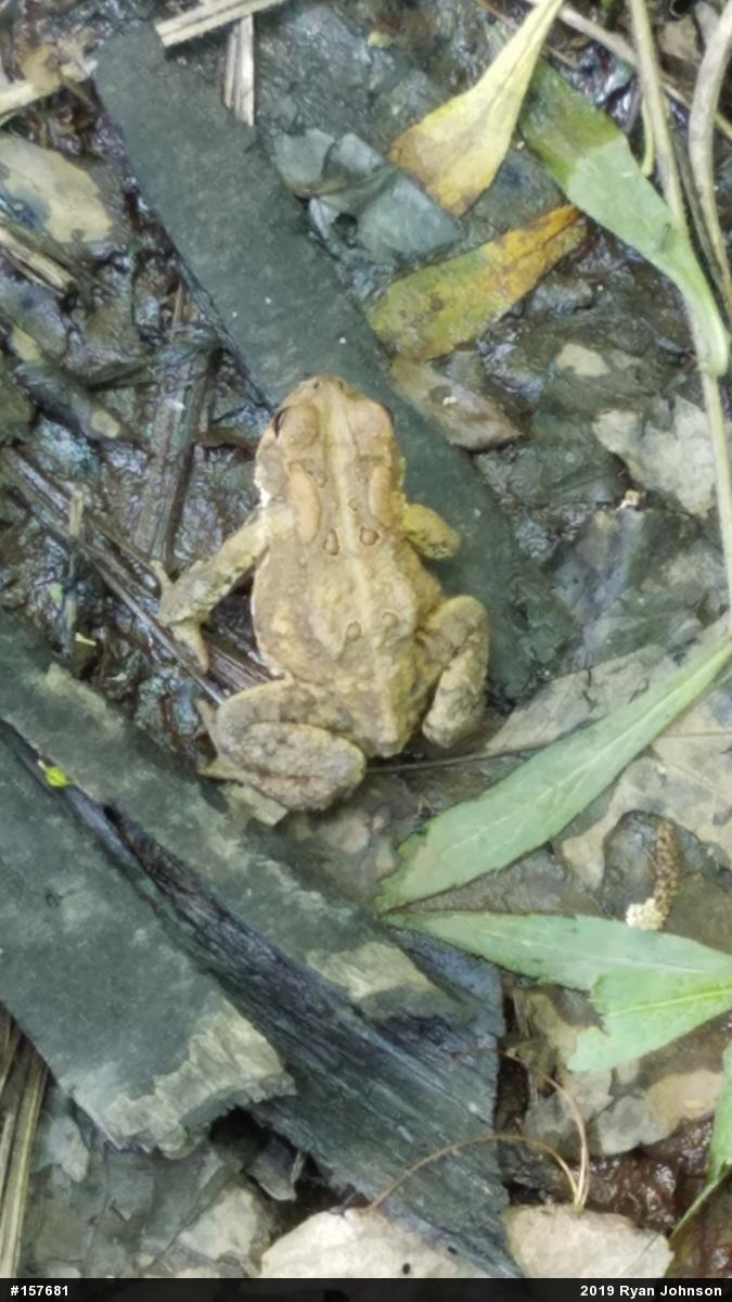 Eastern American Toad