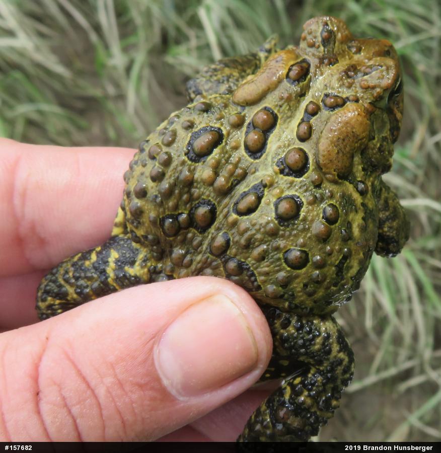 Eastern American Toad