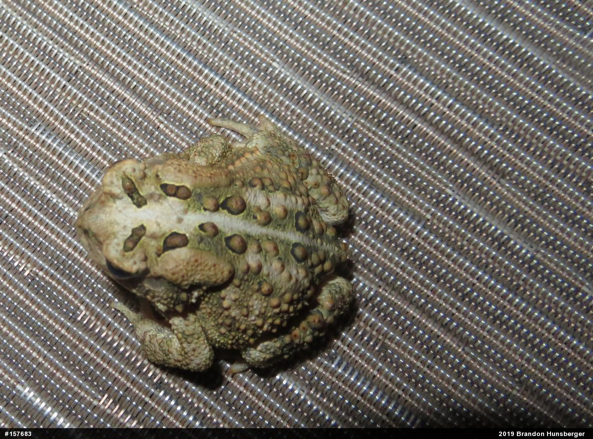 Eastern American Toad